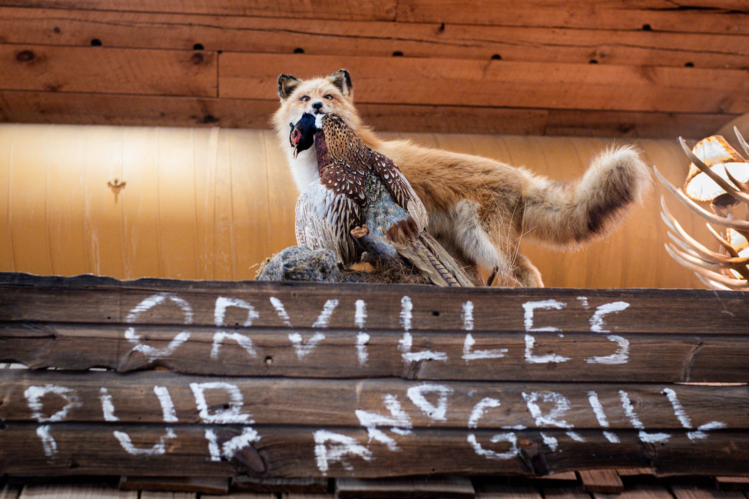 Taxidermized fox with a taxidermized pheasant in its mouth standing on a sign for a pub in grill