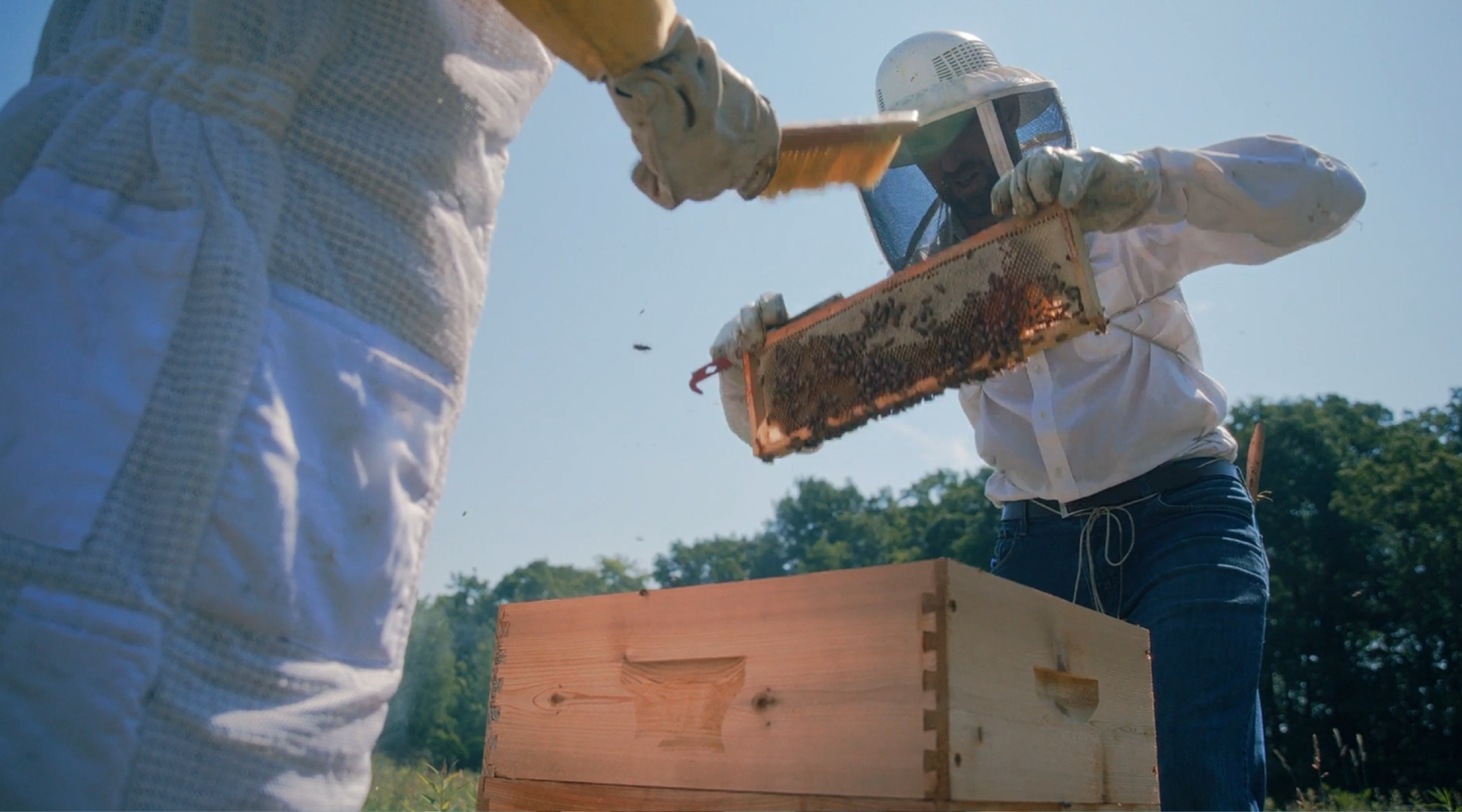 Two beekeepers with bees.
