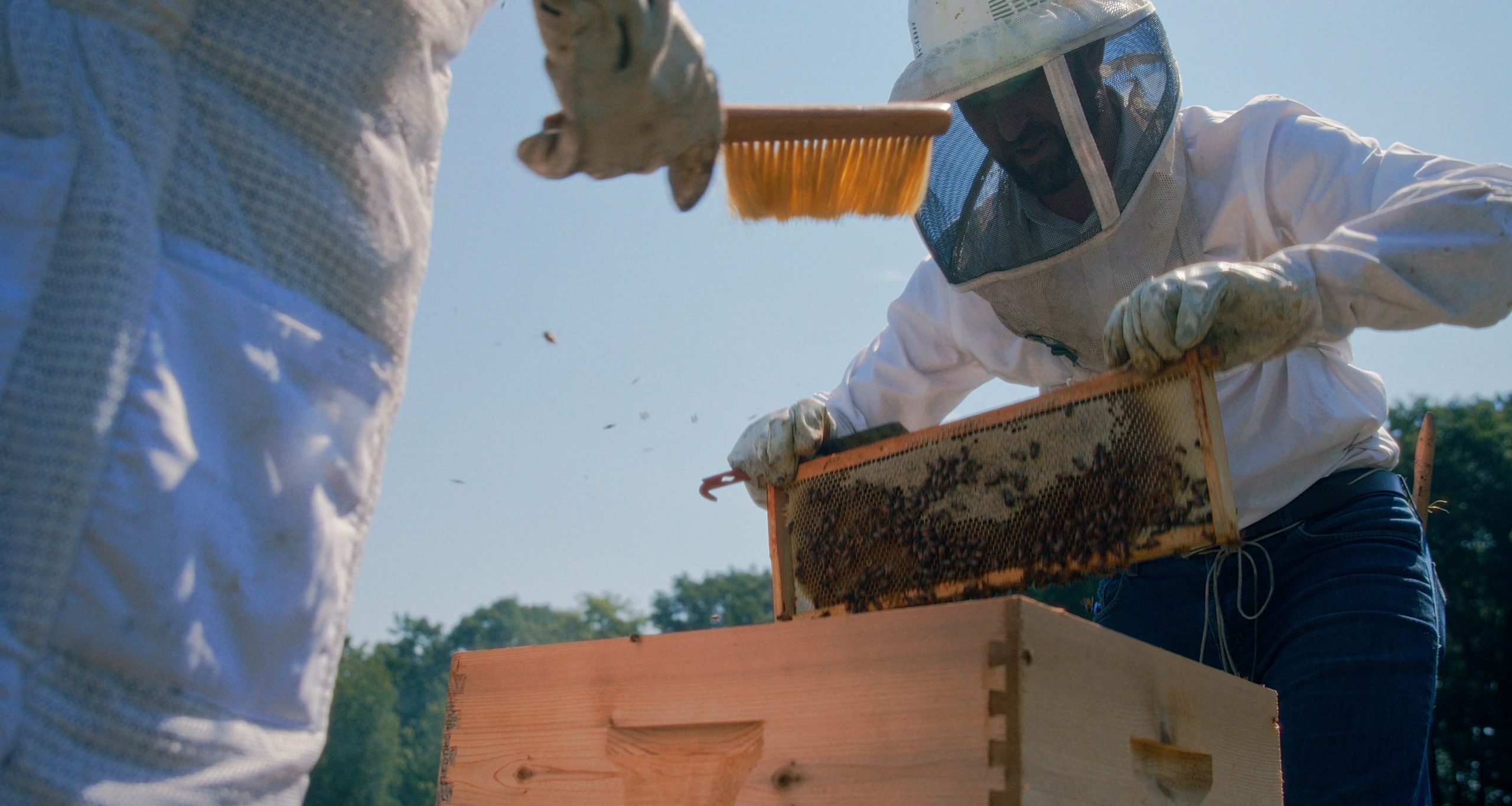 two beekeepers in protective gear removing a honey frame from a bee box