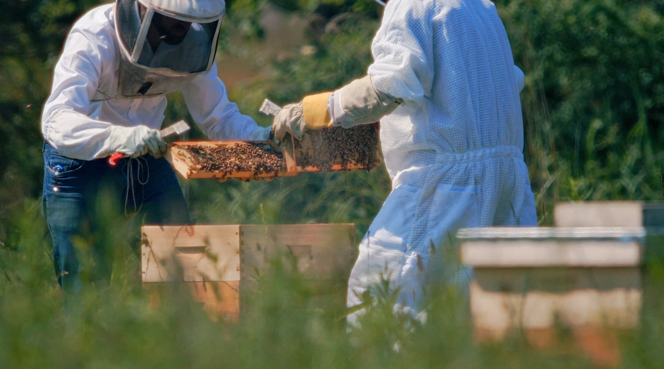 two beekeepers in protective clothing opening a bee box to remove a frame