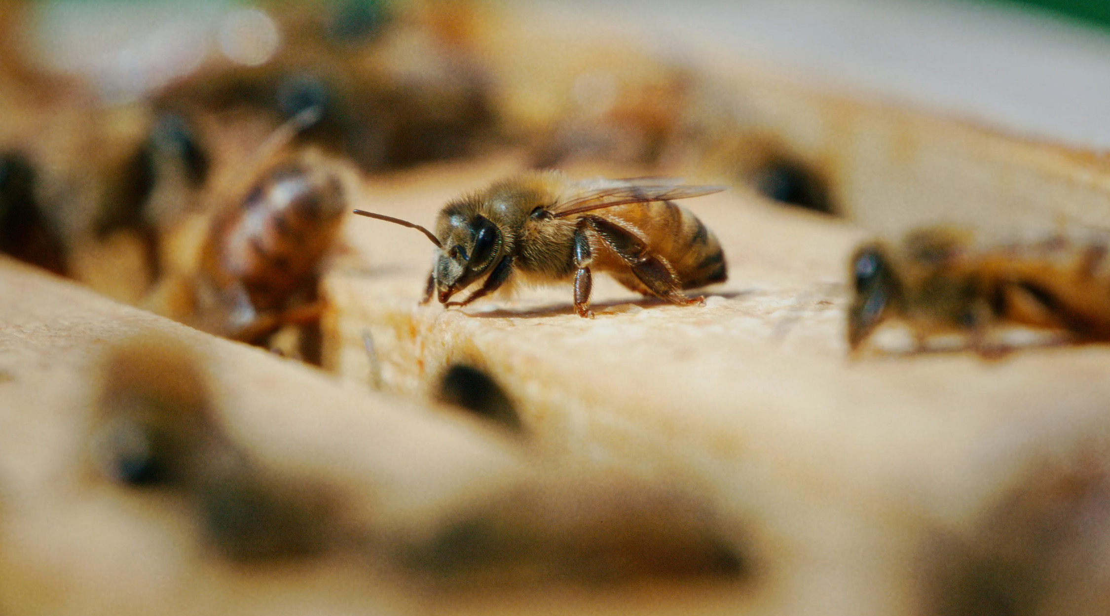 honeybees on a wooden frame within a bee box